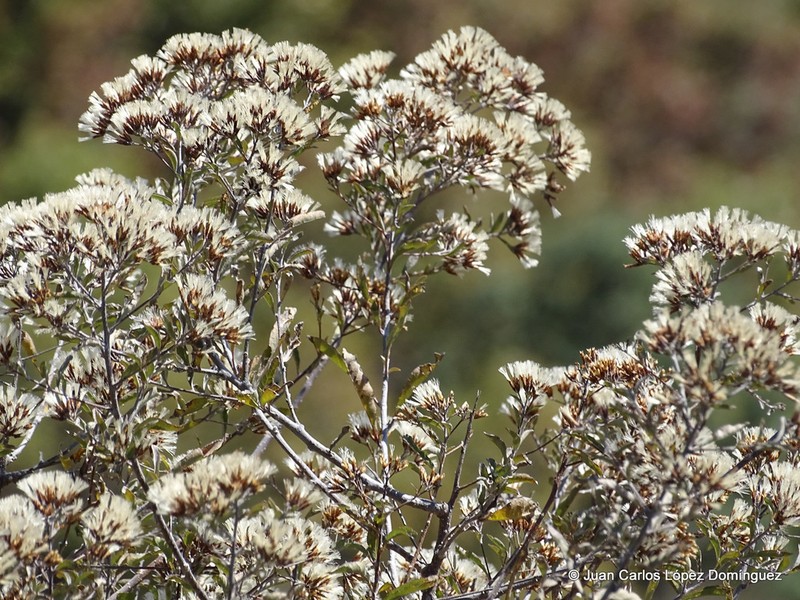Eremosis corymbosa photo 8
