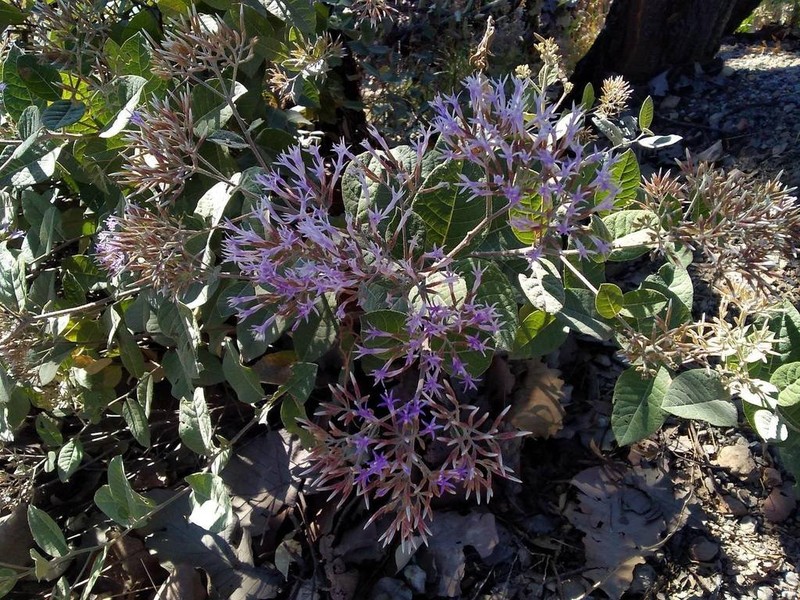 Eremosis foliosa