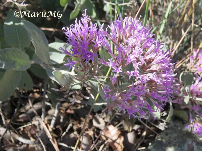 Eremosis foliosa photo 2