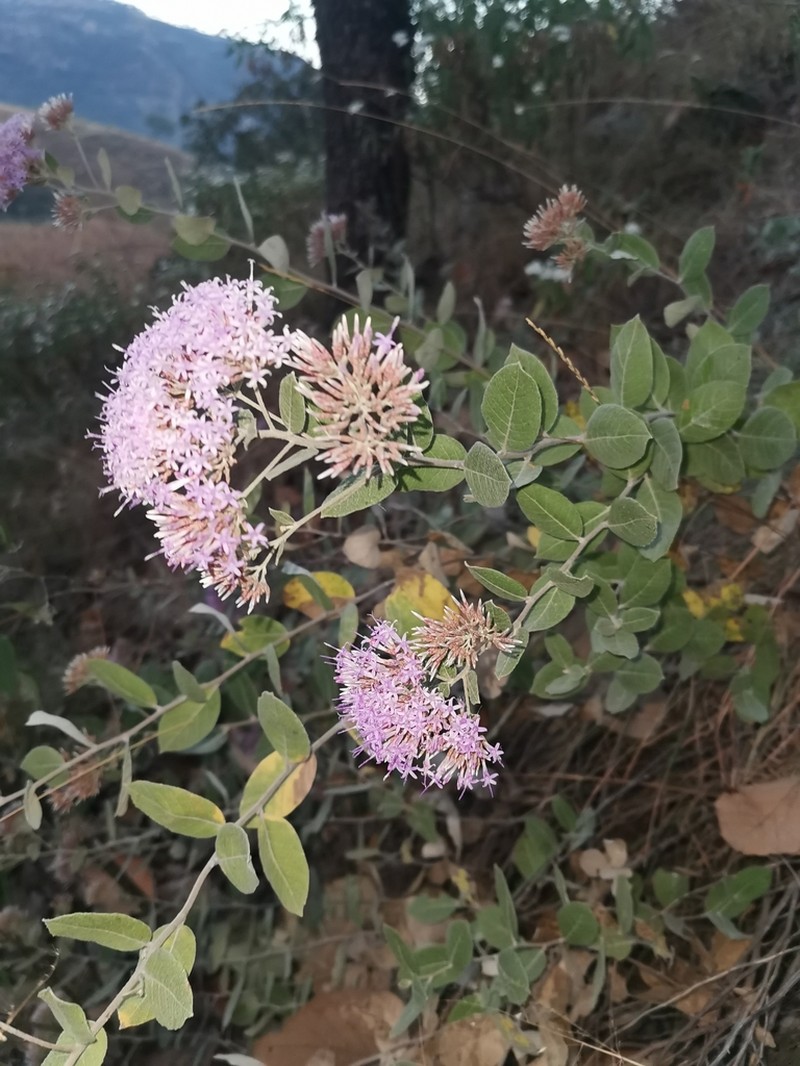 Eremosis foliosa photo 3