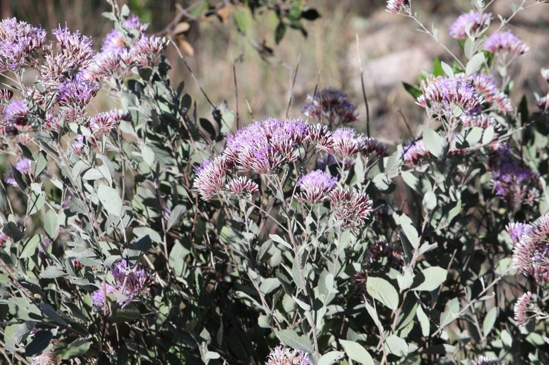 Eremosis foliosa photo 4