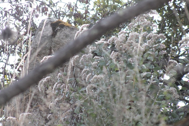 Eremosis foliosa photo 5