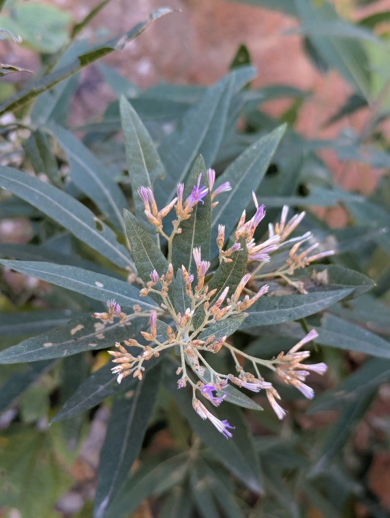 Eremosis foliosa photo 6