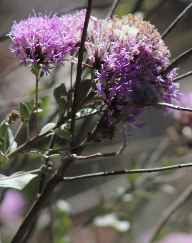 Eremosis foliosa photo 7