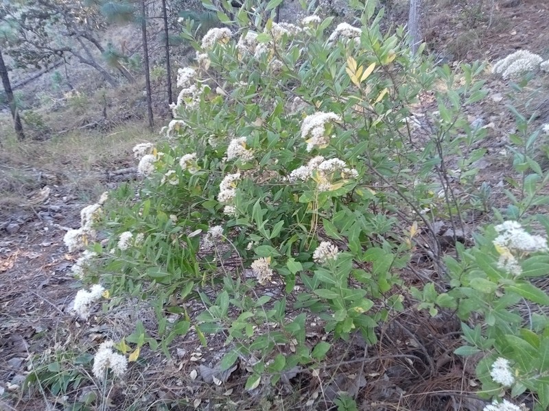 Eremosis foliosa photo 8