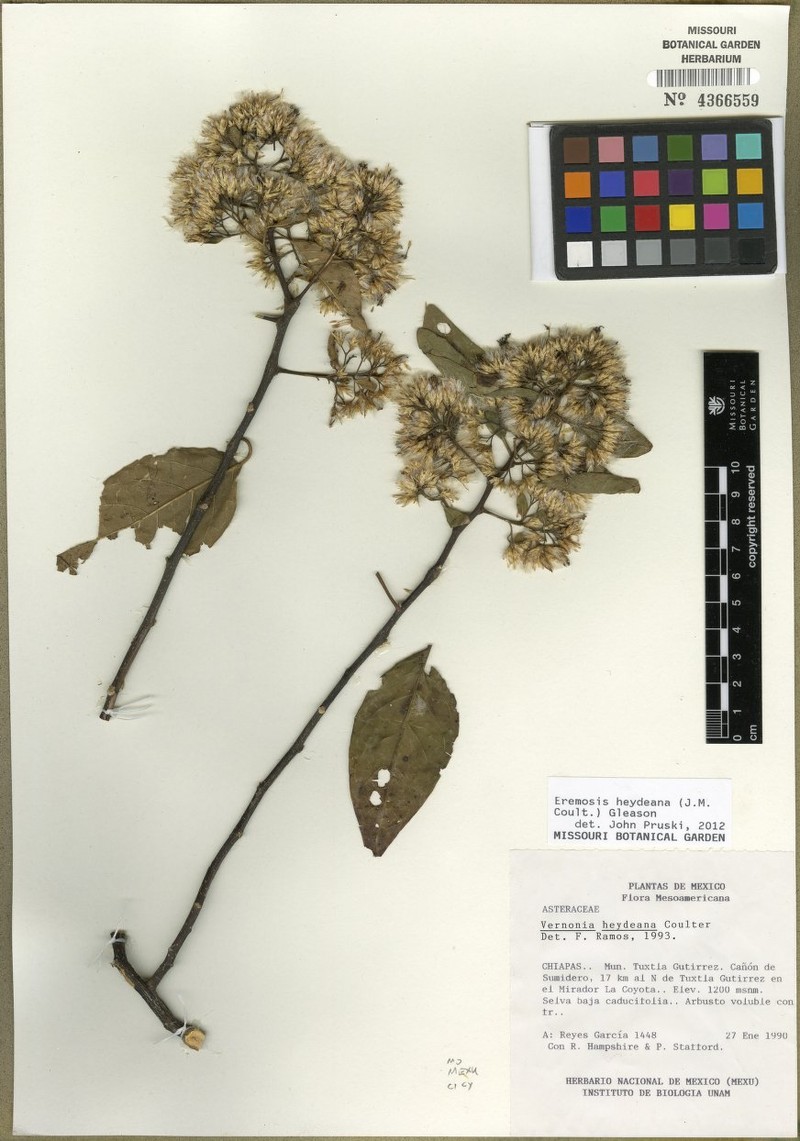 Eremosis heydeana