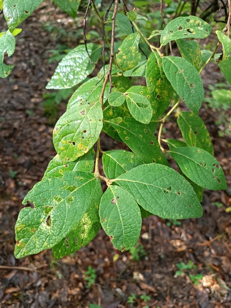 Eremosis leiocarpa