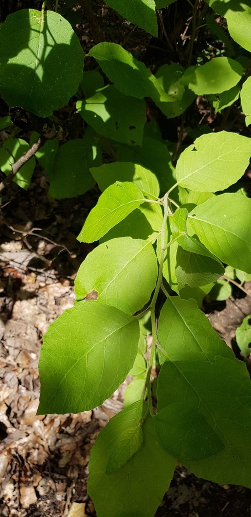 Eremosis leiocarpa photo 2