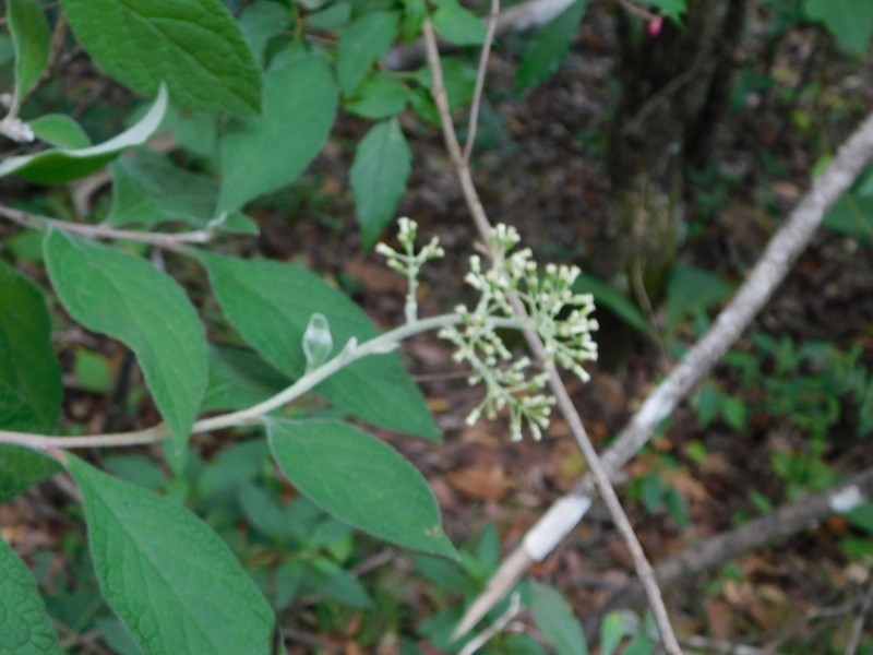 Eremosis leiocarpa photo 3