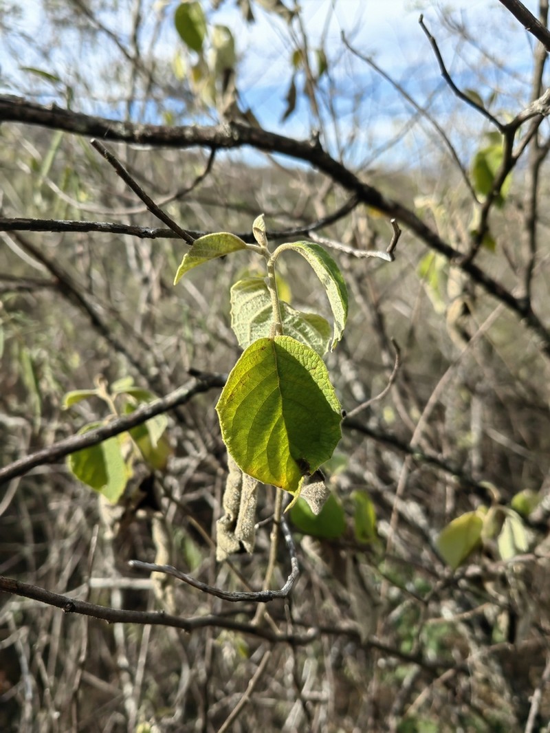 Eremosis leiocarpa photo 5