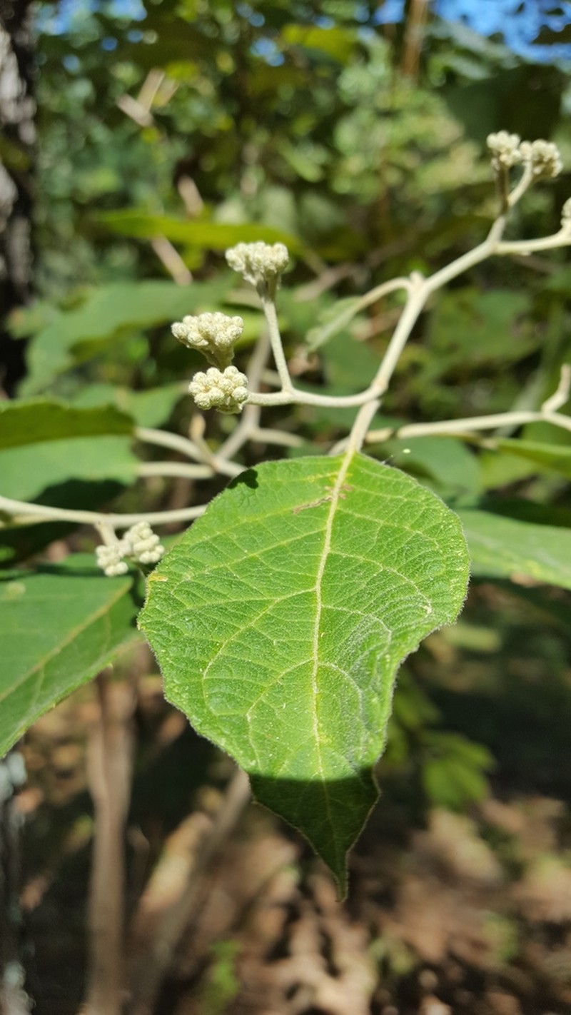 Eremosis leiocarpa photo 6