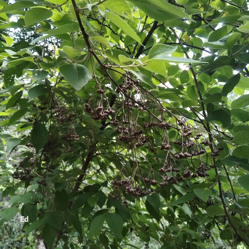 Eremosis leiocarpa photo 8