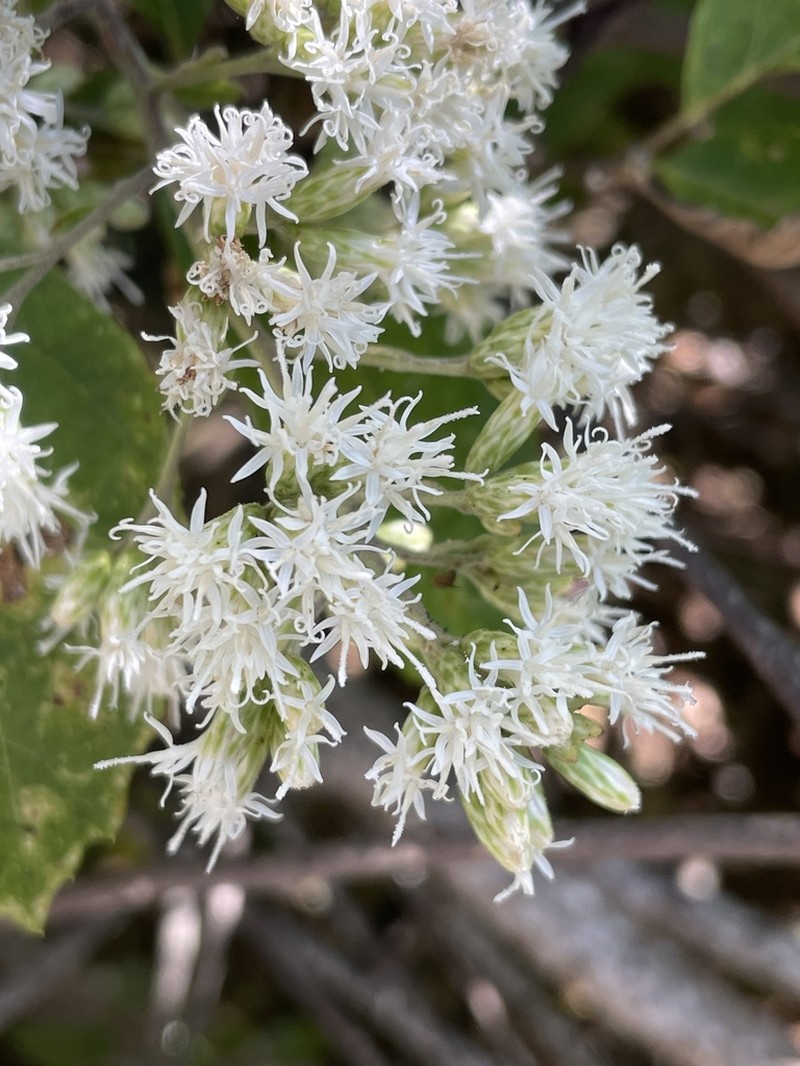 Eremosis littoralis