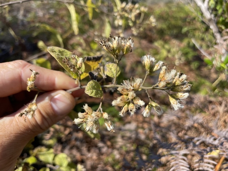 Eremosis littoralis photo 2