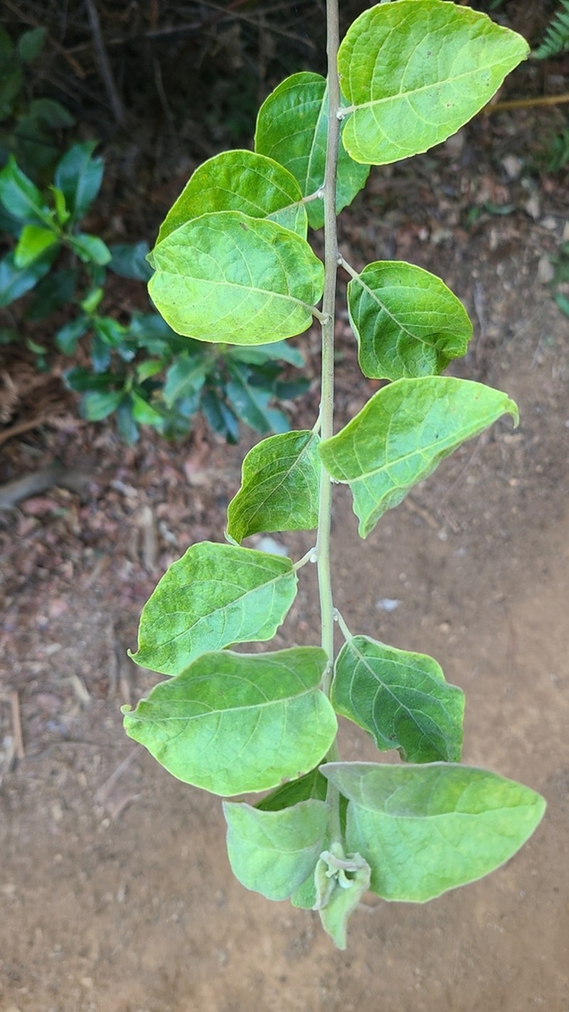 Eremosis littoralis photo 3