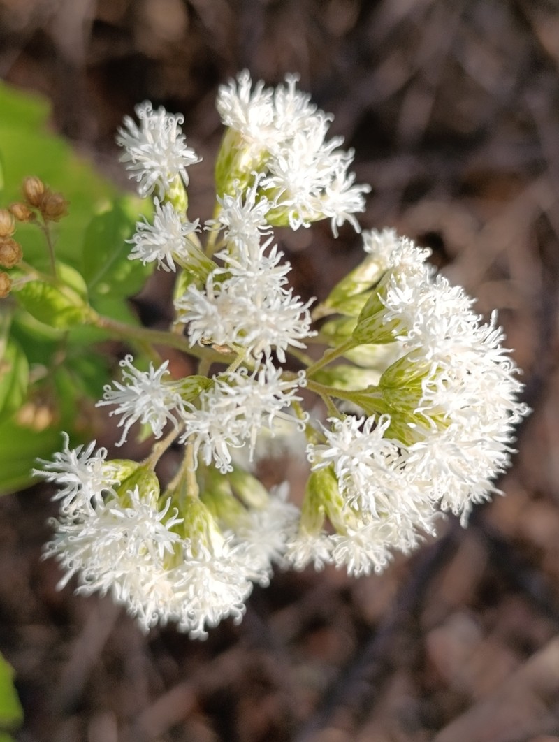 Eremosis littoralis photo 4