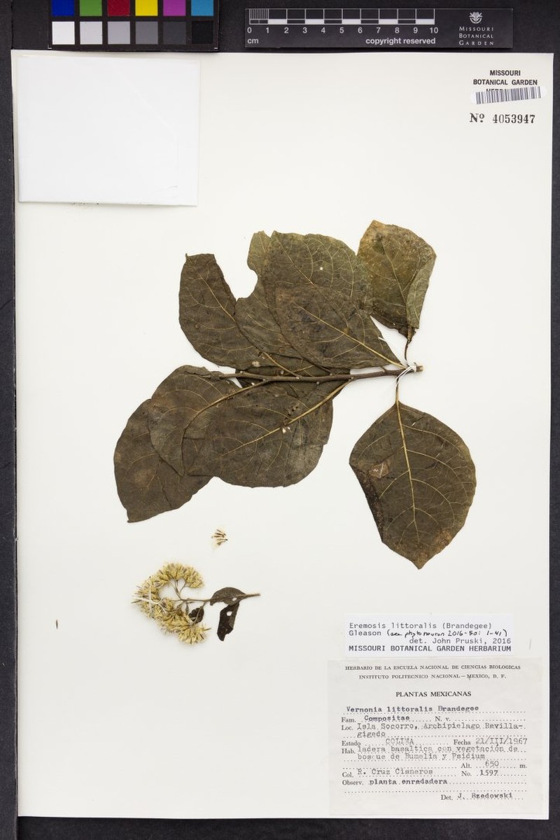 Eremosis littoralis photo 8
