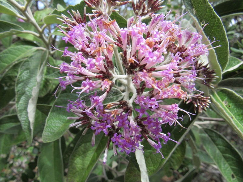 Eremosis macvaughii
