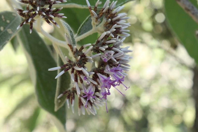 Eremosis macvaughii photo 2