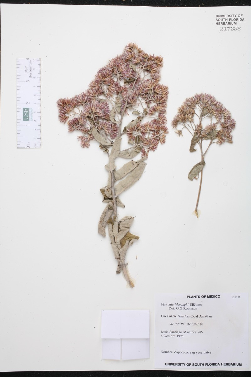 Eremosis macvaughii photo 6