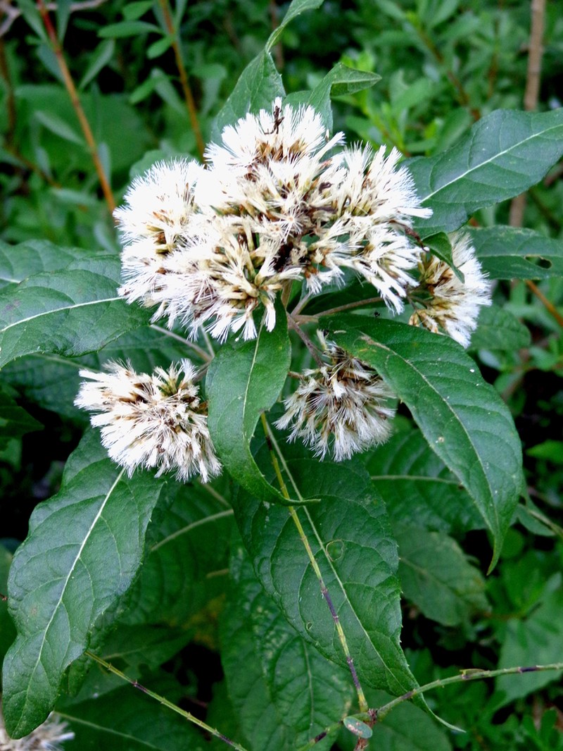 Eremosis obtusa