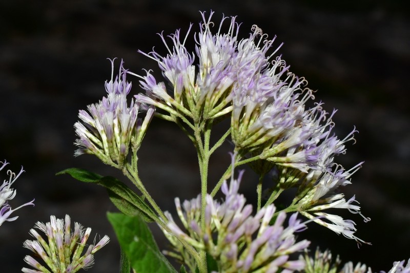 Eremosis obtusa photo 3