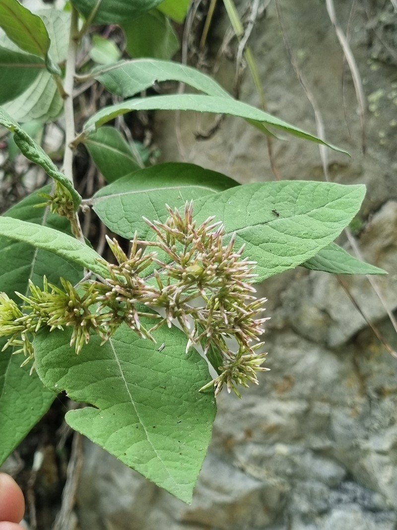 Eremosis obtusa photo 6