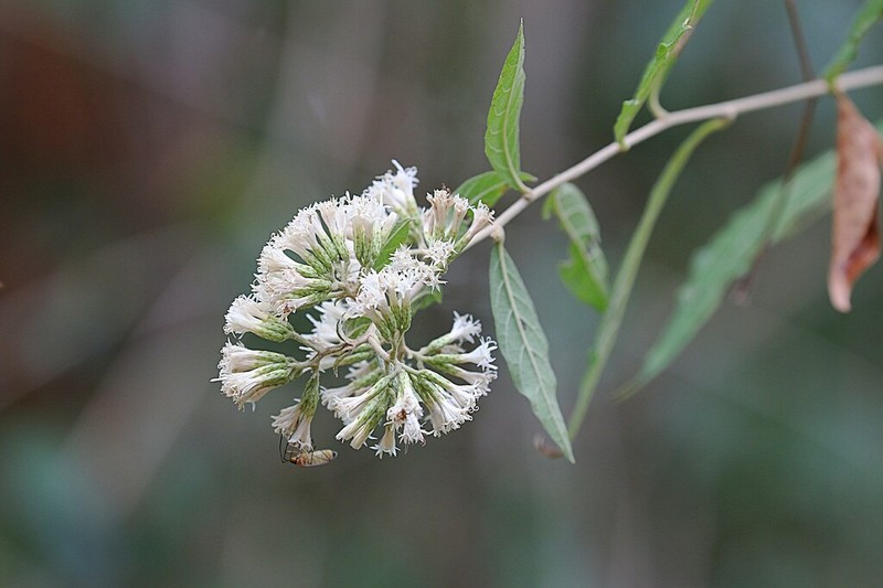 Eremosis oolepis