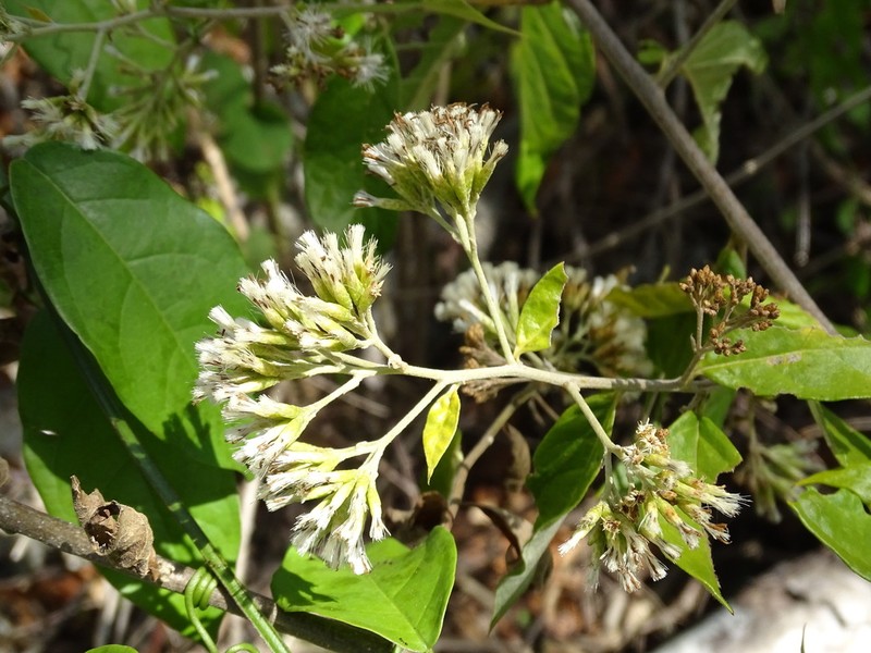 Eremosis oolepis photo 3