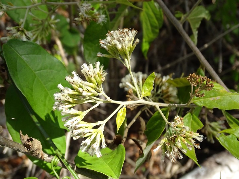 Eremosis oolepis photo 5