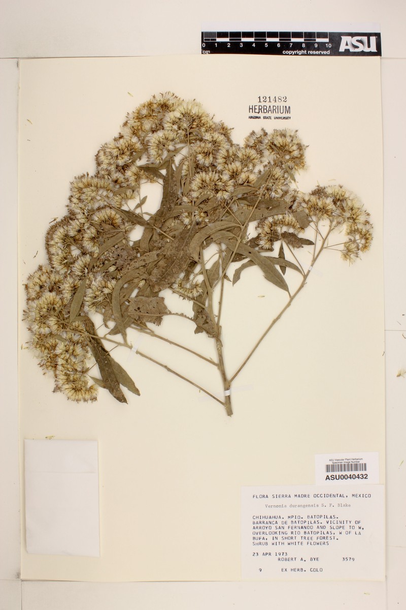 Eremosis ovata