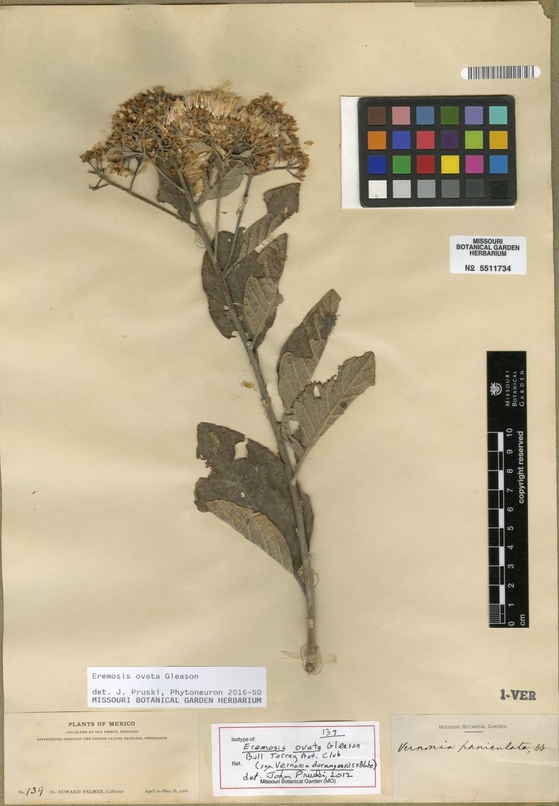 Eremosis ovata photo 2