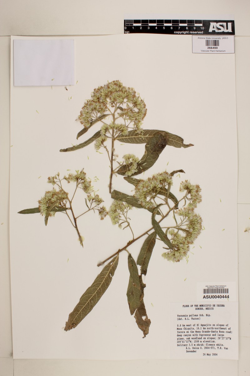 Eremosis pallens photo 6