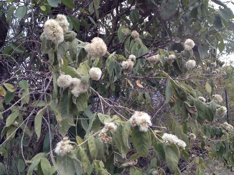 Eremosis pugana