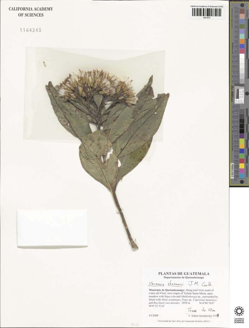 Eremosis shannonii