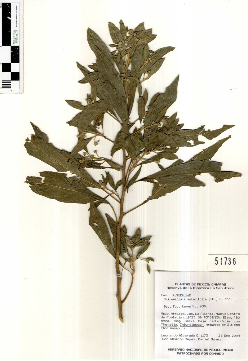Eremosis shannonii photo 2
