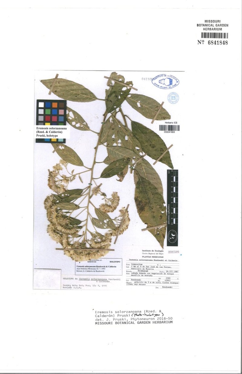 Eremosis solorzanoana