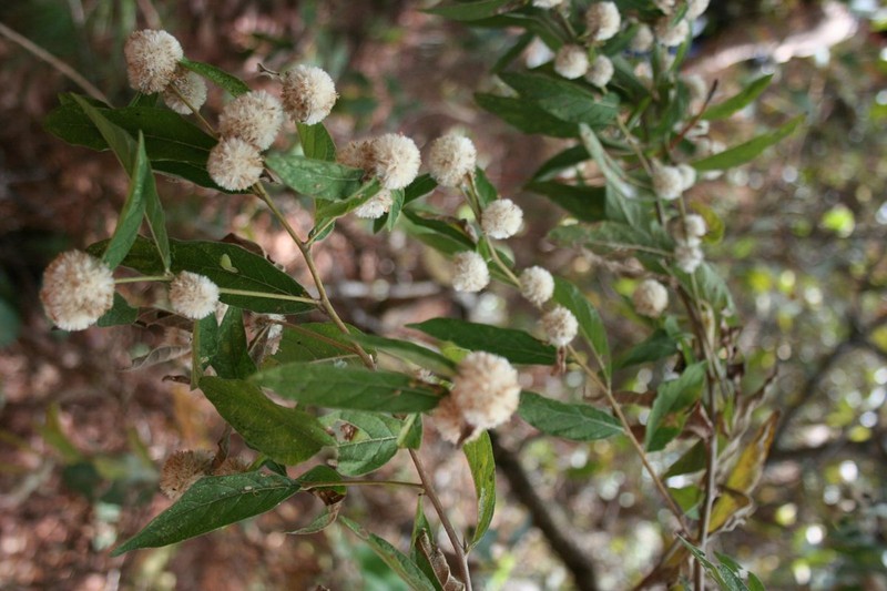 Eremosis standleyi