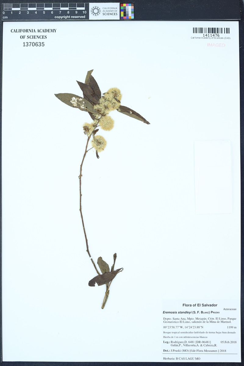 Eremosis standleyi photo 2