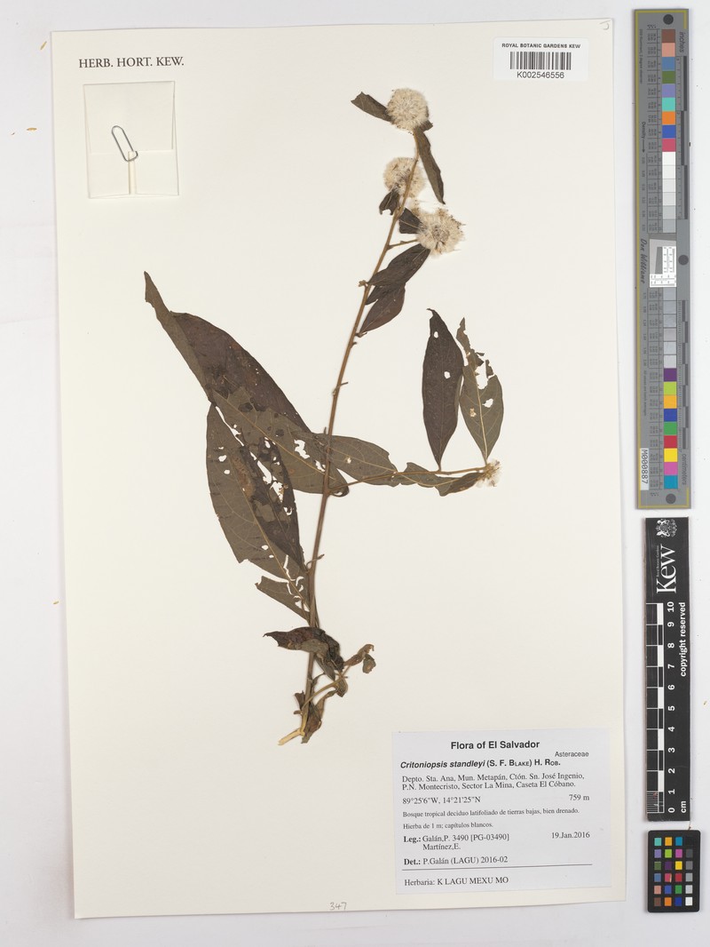 Eremosis standleyi photo 3