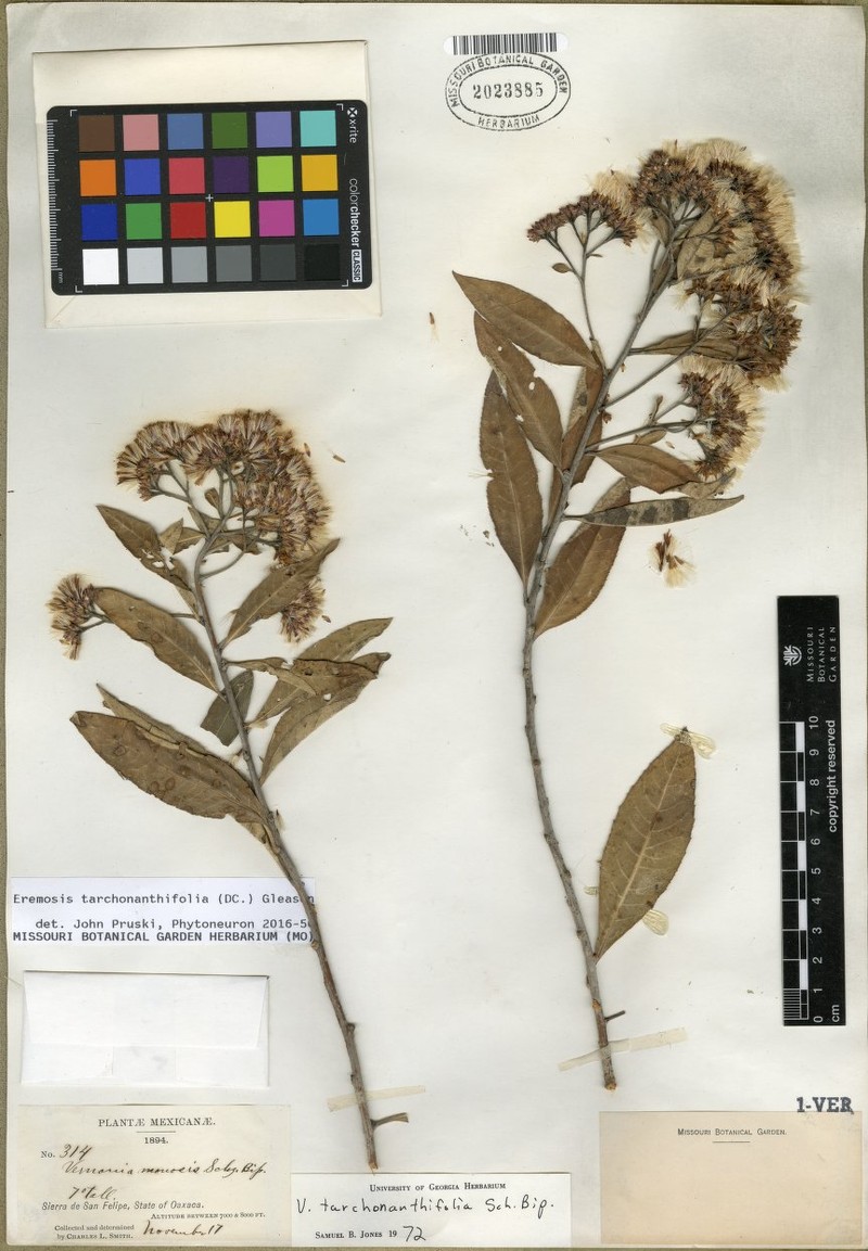 Eremosis tarchonanthifolia