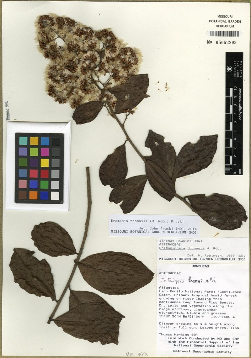 Eremosis thomasii