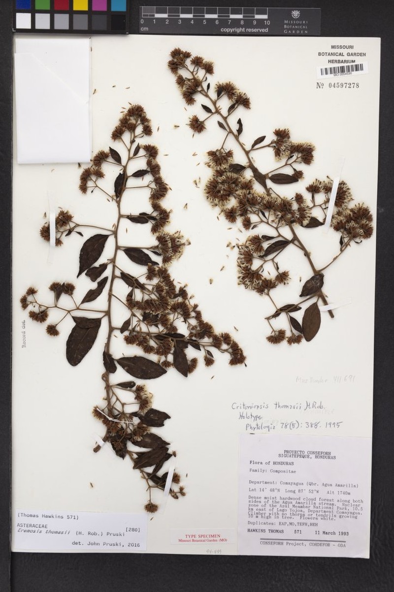 Eremosis thomasii photo 2