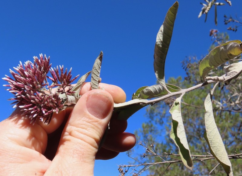 Eremosis tomentosa