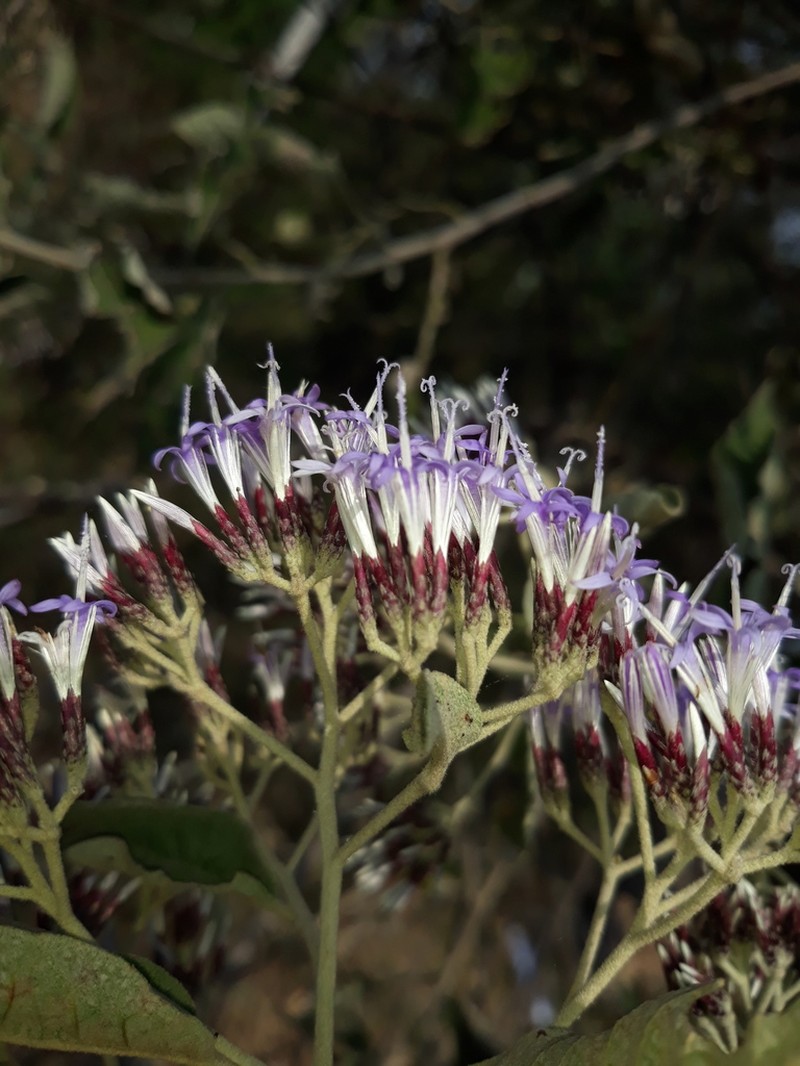 Eremosis tomentosa photo 2