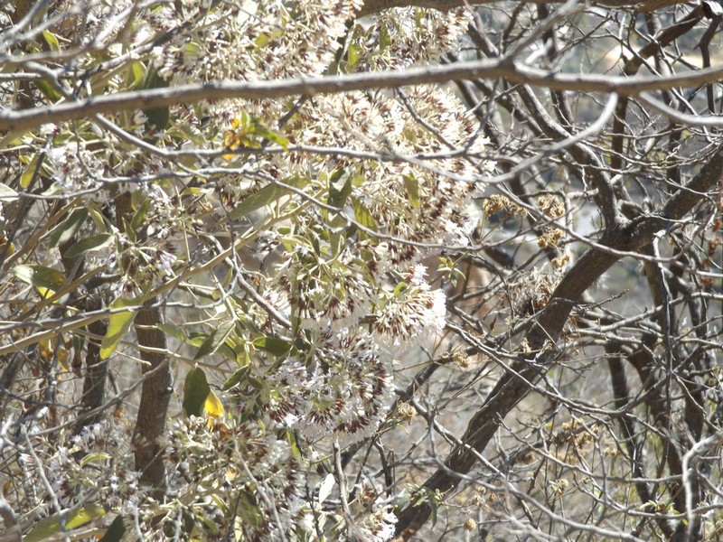 Eremosis tomentosa photo 3