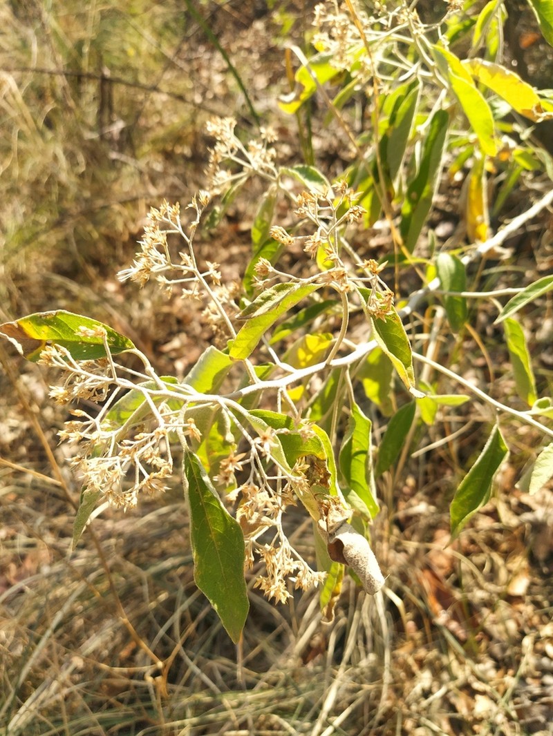 Eremosis tomentosa photo 4