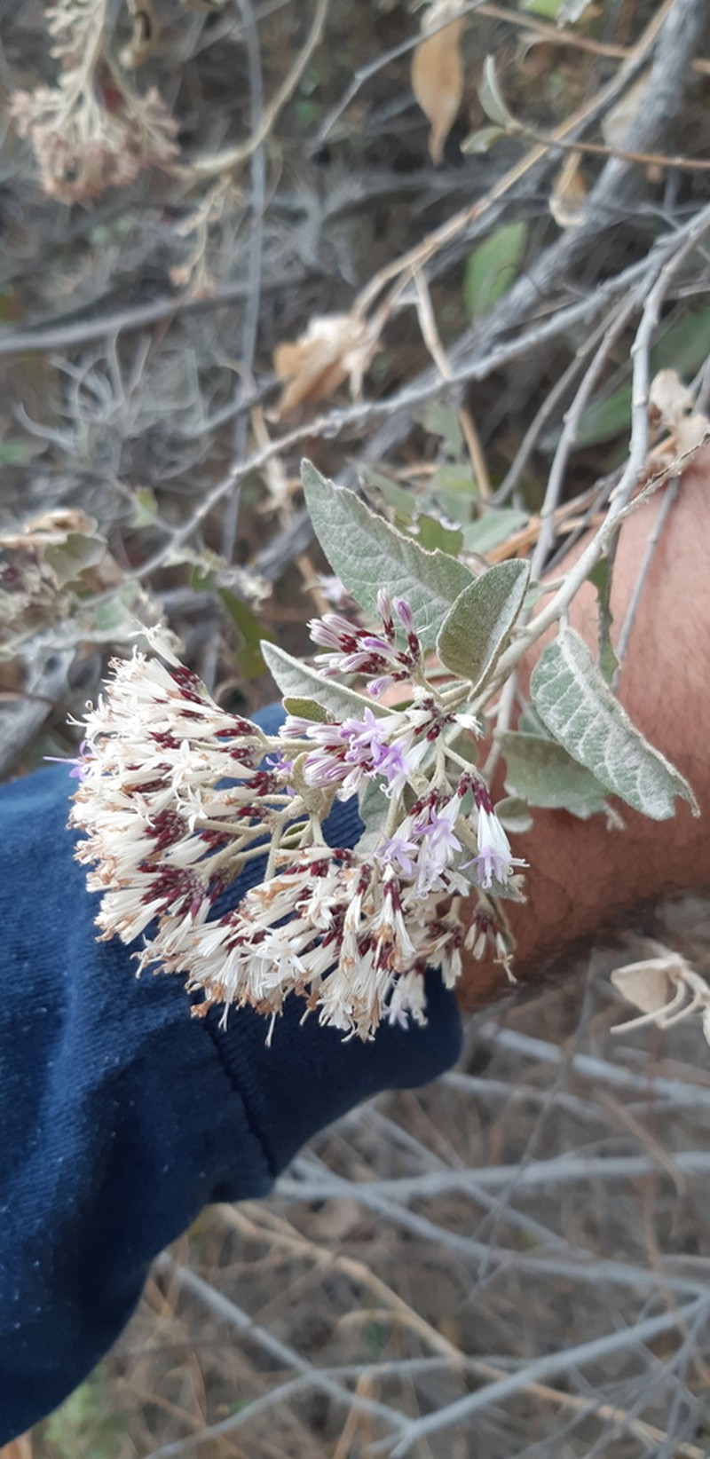 Eremosis tomentosa photo 5