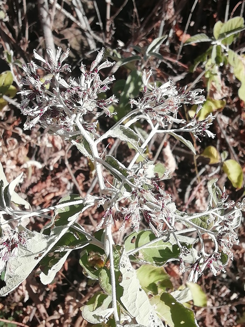 Eremosis tomentosa photo 6