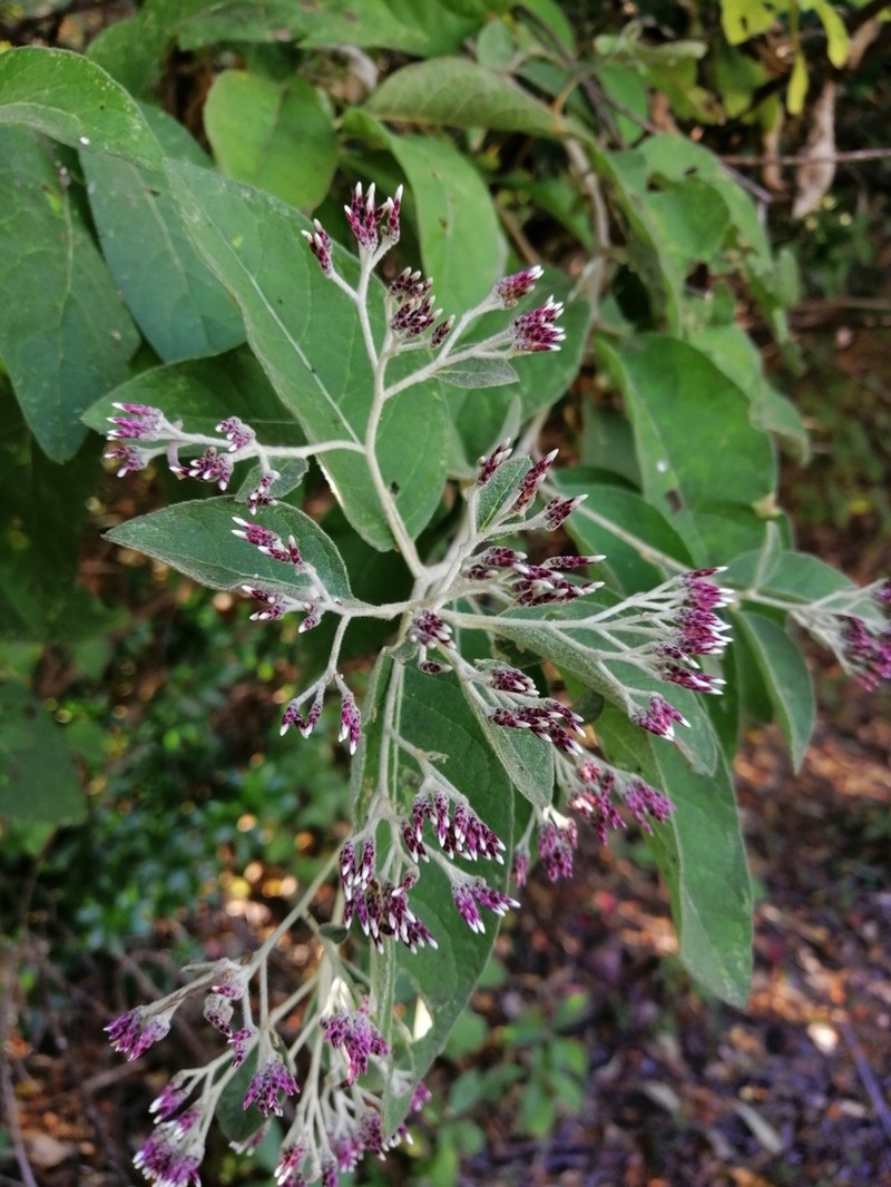 Eremosis tomentosa photo 7
